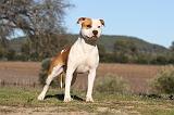 AMSTAFF ADULT 111